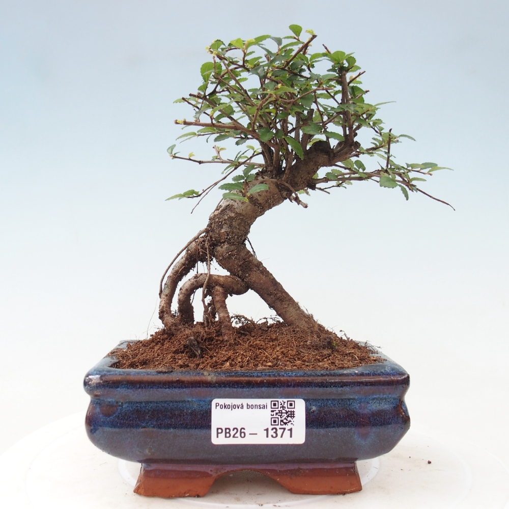 Pokój bonsai - Ulmus parvifolia - Wiąz drobnolistny