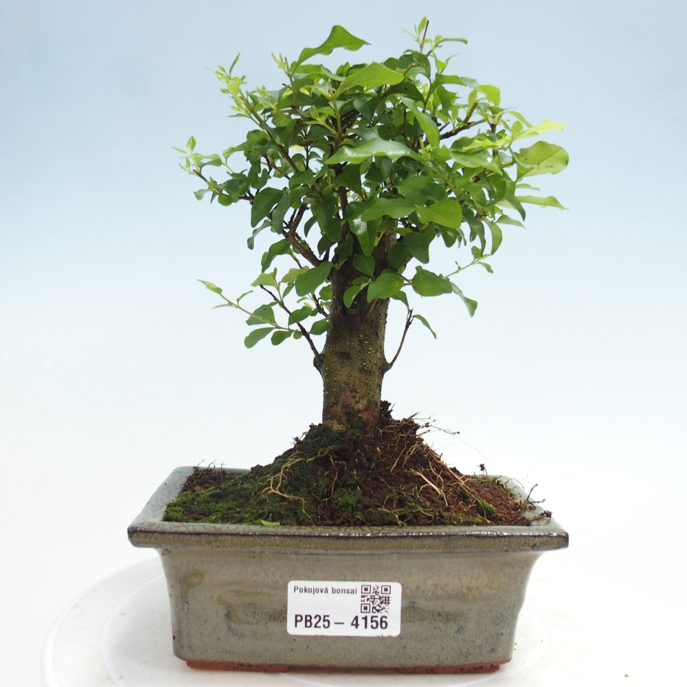 Pokój bonsai - Ligustrum chinensis - Dziób ptaka