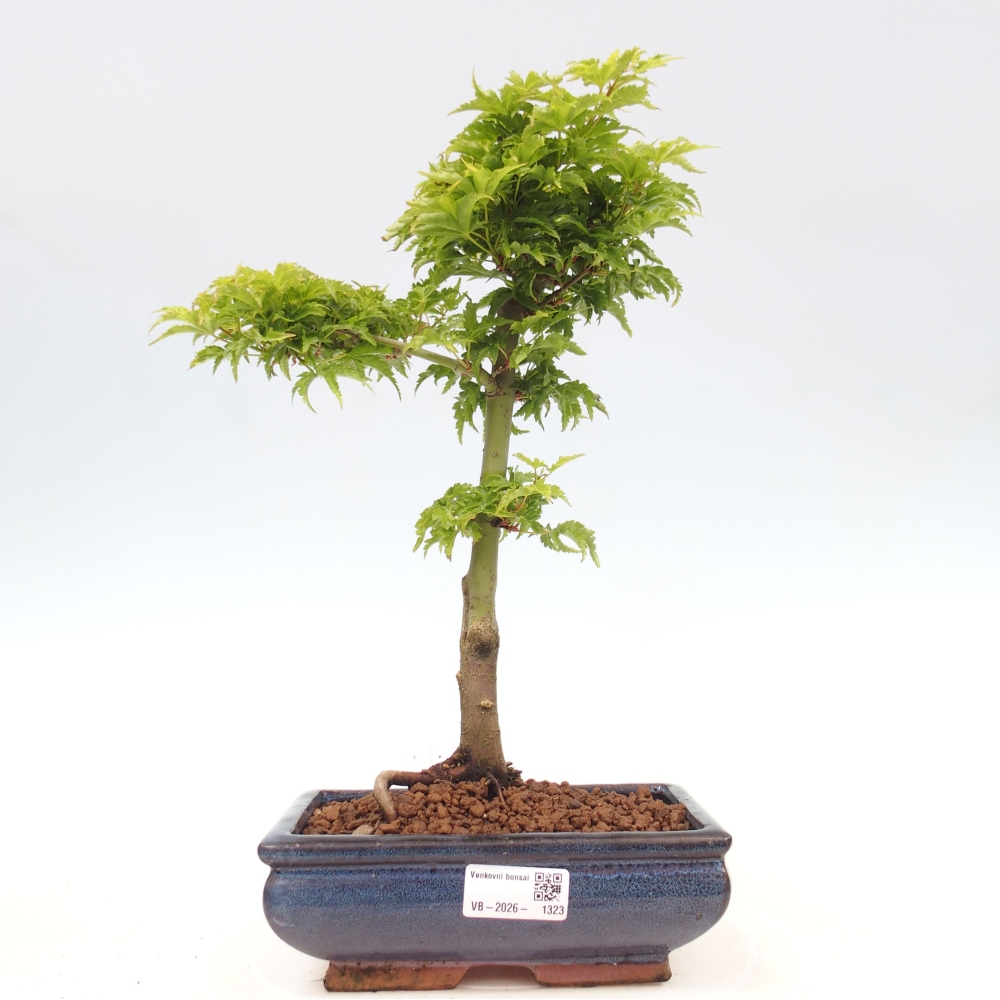 Outdoor bonsai - palma jaworowa Acer palmatum Shishigashira