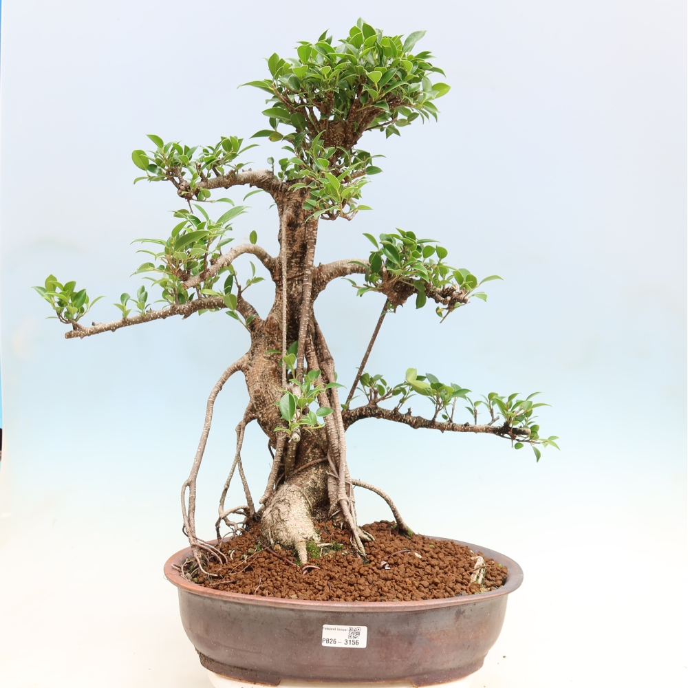 Pokój bonsai - Ficus kimmen - figowiec drobnolistny