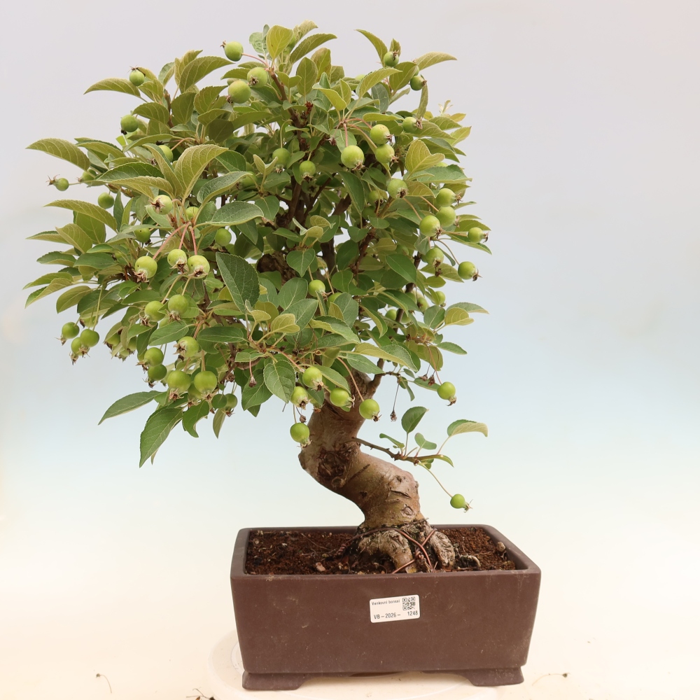 Outdoor bonsai - Malus halliana - Jabłoń drobnoowocowa