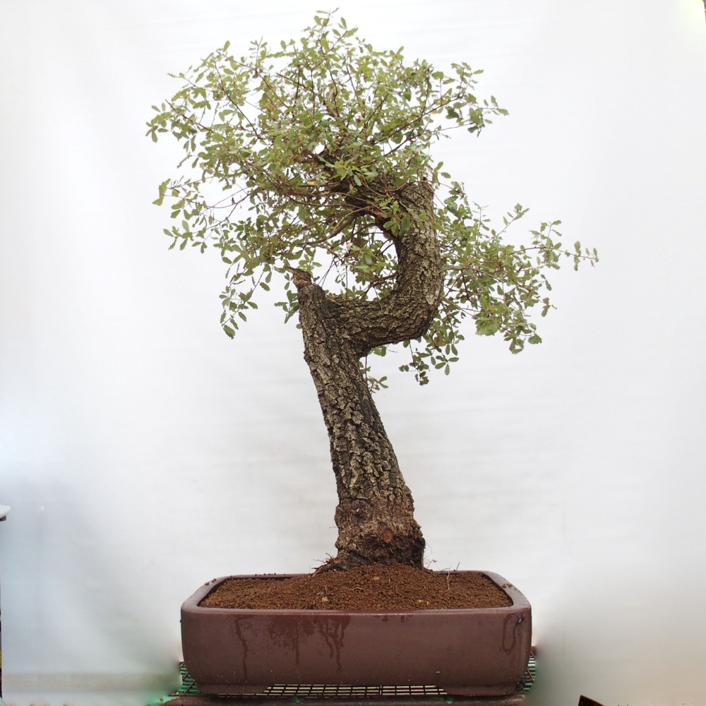 Yamadori - Quercus Ilex - Dąb ostrokrzewowy
