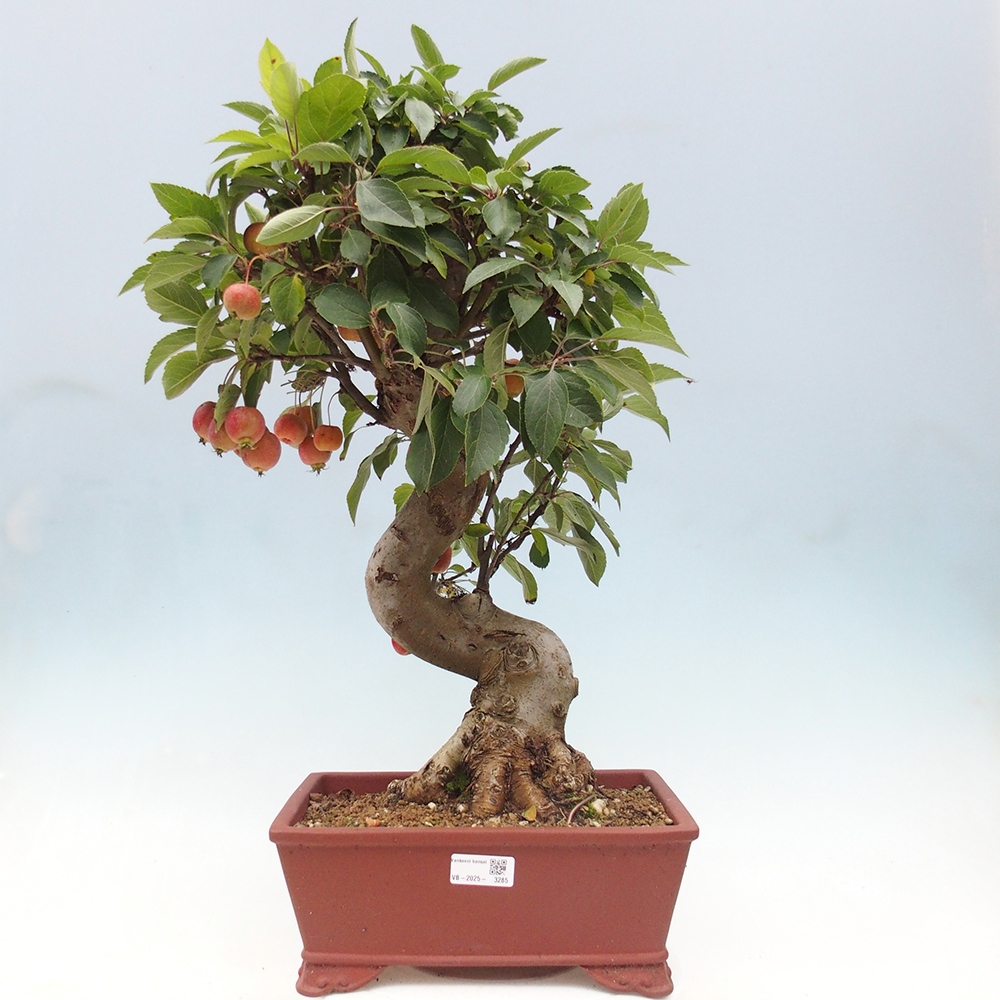 Bonsai plenerowe - Malus Halliana - Jabłoń drobnoowocowa