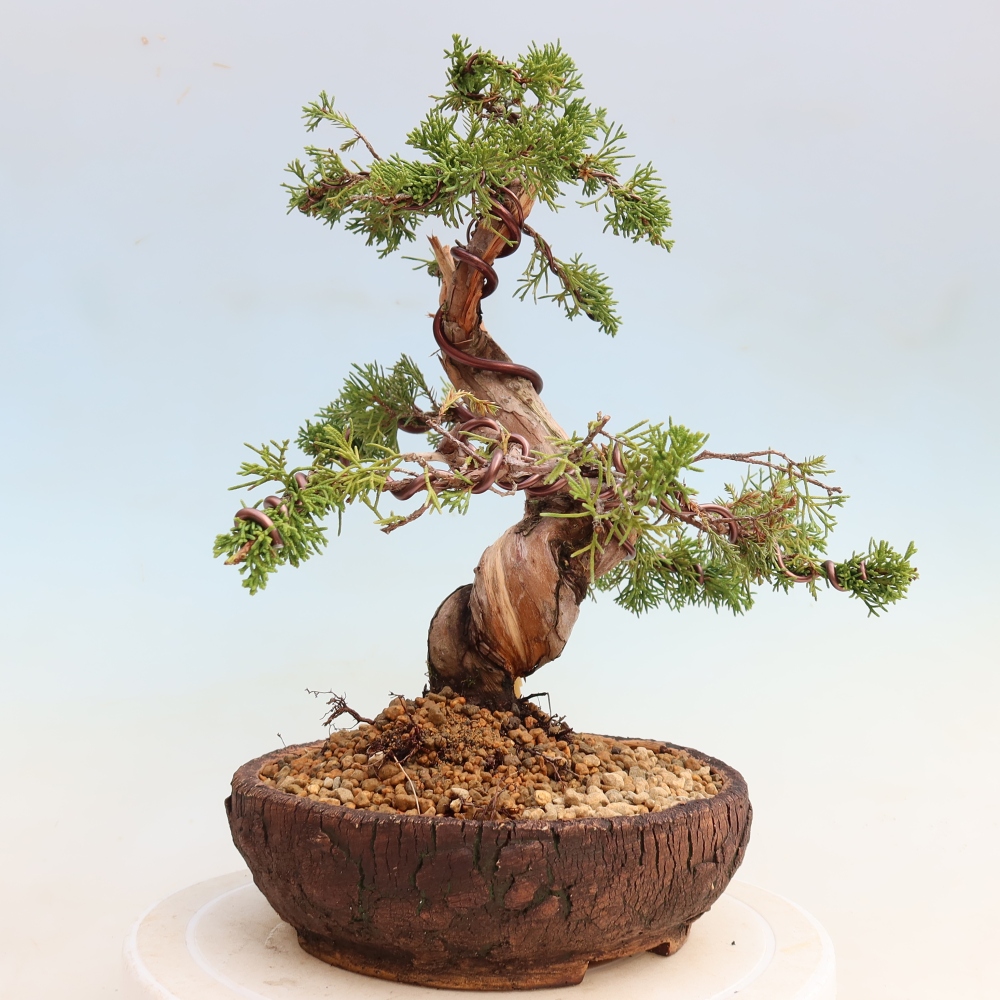 Bonsai ogrodowe – Juniperus chinensis Itoigawa – jałowiec chiński