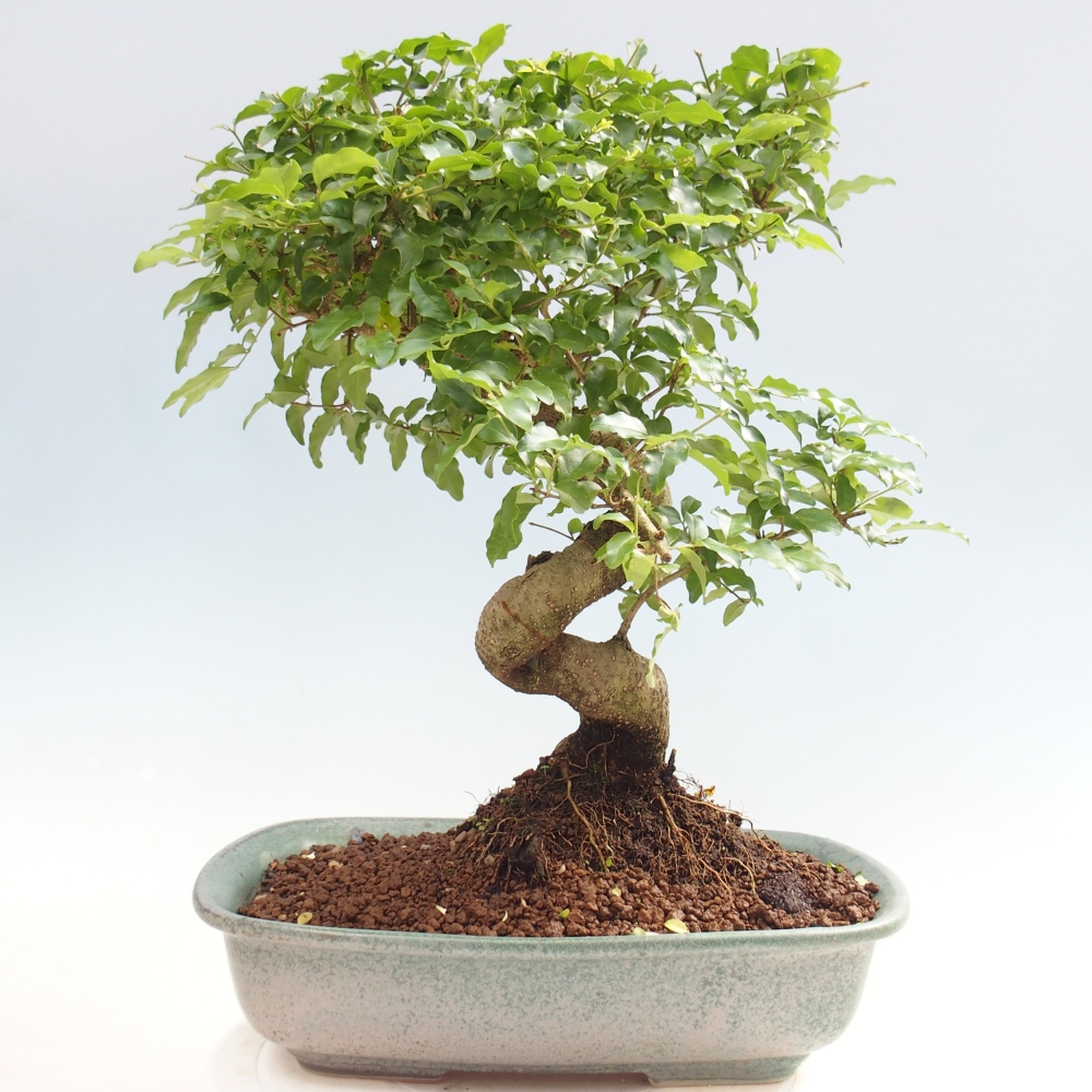 Pokój bonsai - Ligustrum chinensis - Dziób ptaka