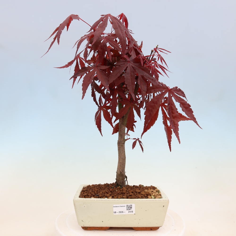 Bonsai na zewnątrz - Palma Acer. Atropurpureum-Javor palmate