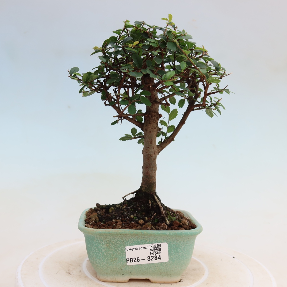 Pokój bonsai - Ulmus parvifolia - Wiąz drobnolistny
