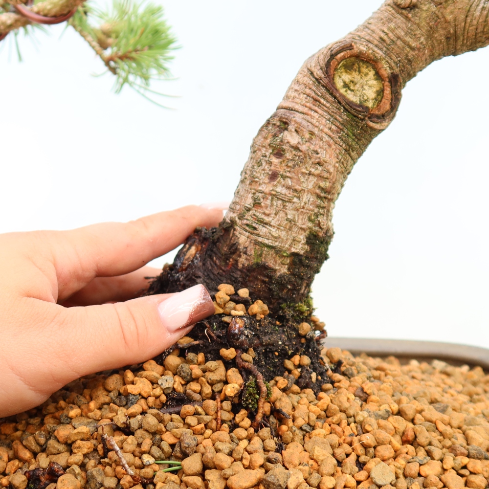 Bonsai ogrodowe – Pinus mugo Humpy – sosna karłowata