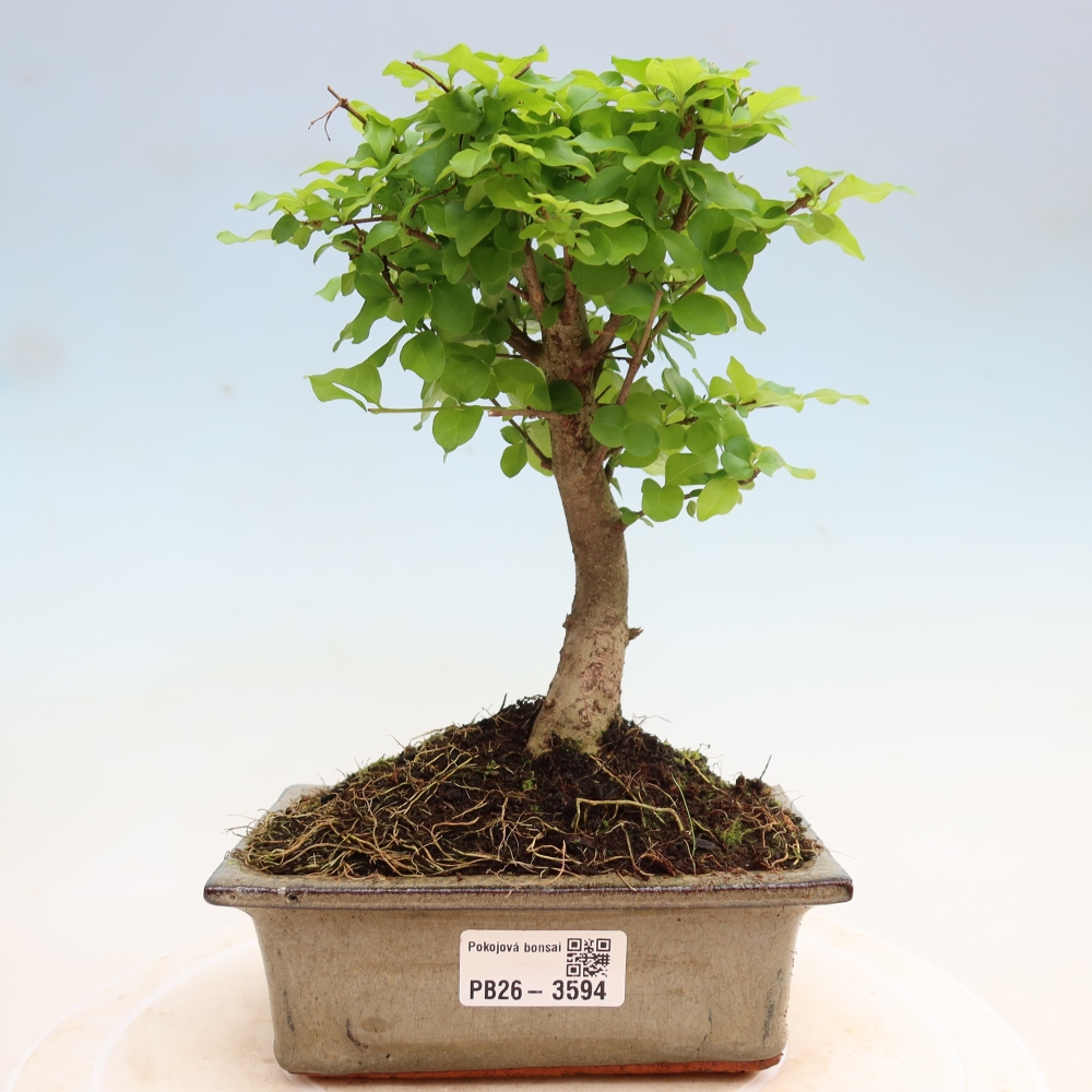 Pokój bonsai - Ligustrum chinensis - Dziób ptaka