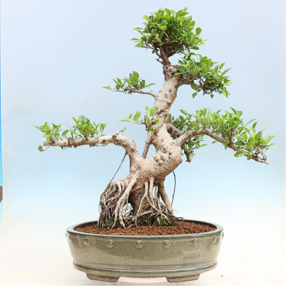 Pokój bonsai - Ficus kimmen - figowiec drobnolistny