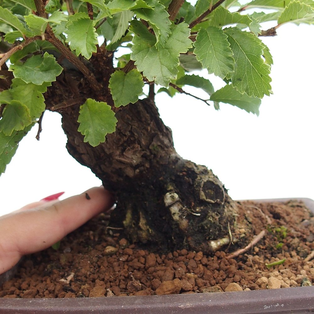 Bonsai zewnętrzne - Zelkova - Zelkova NIRE