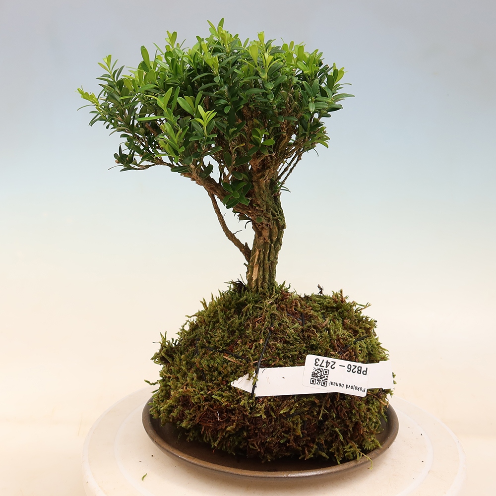 Kokedama z podstawką – Buxus harlandii – bukszpan korkowy