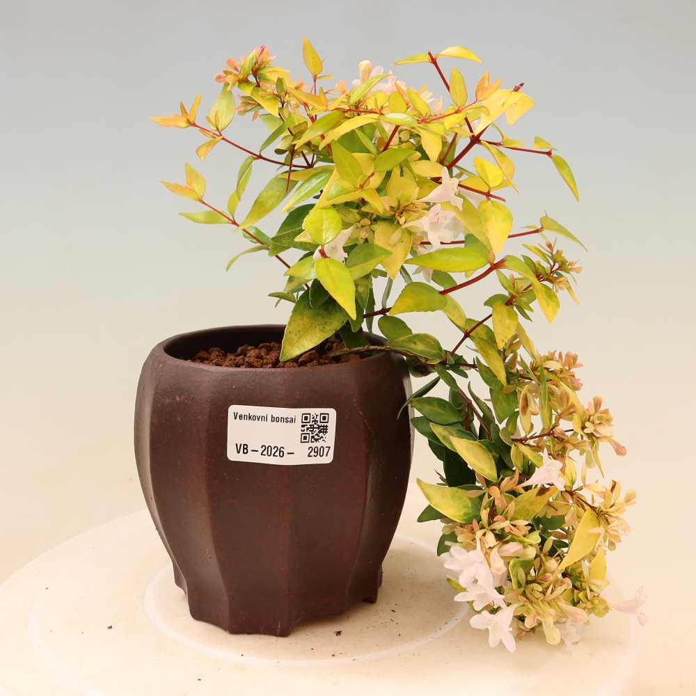 Bonsai ogrodowe – Abelia gr. Kleidoscope – Abelia wielkokwiatowa