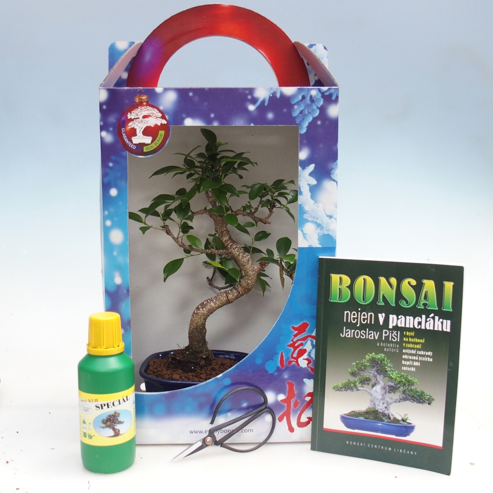 Bonsai pokojowe w pudełku upominkowym Ficus retusa - Figowiec drobnolistny