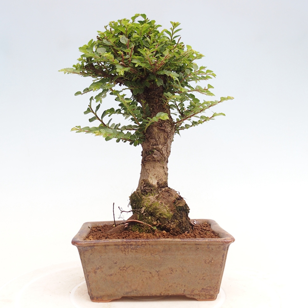 Bonsai zewnętrzne - Ulmus parvifolia Hokkaido - wiąz chiński