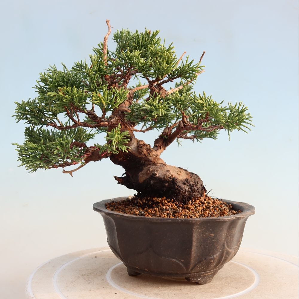 Outdoor bonsai - Juniperus chinensis Itoigawa - Jałowiec chiński