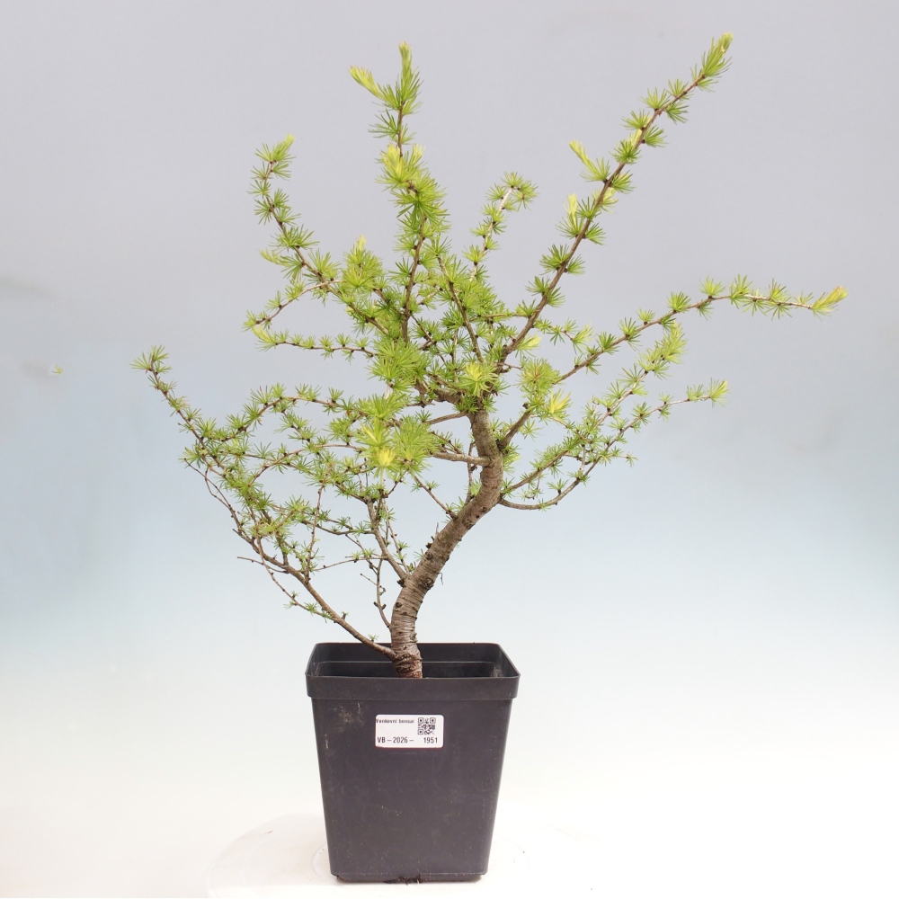Bonsai zewnętrzne - Larix decidua - Modrzew