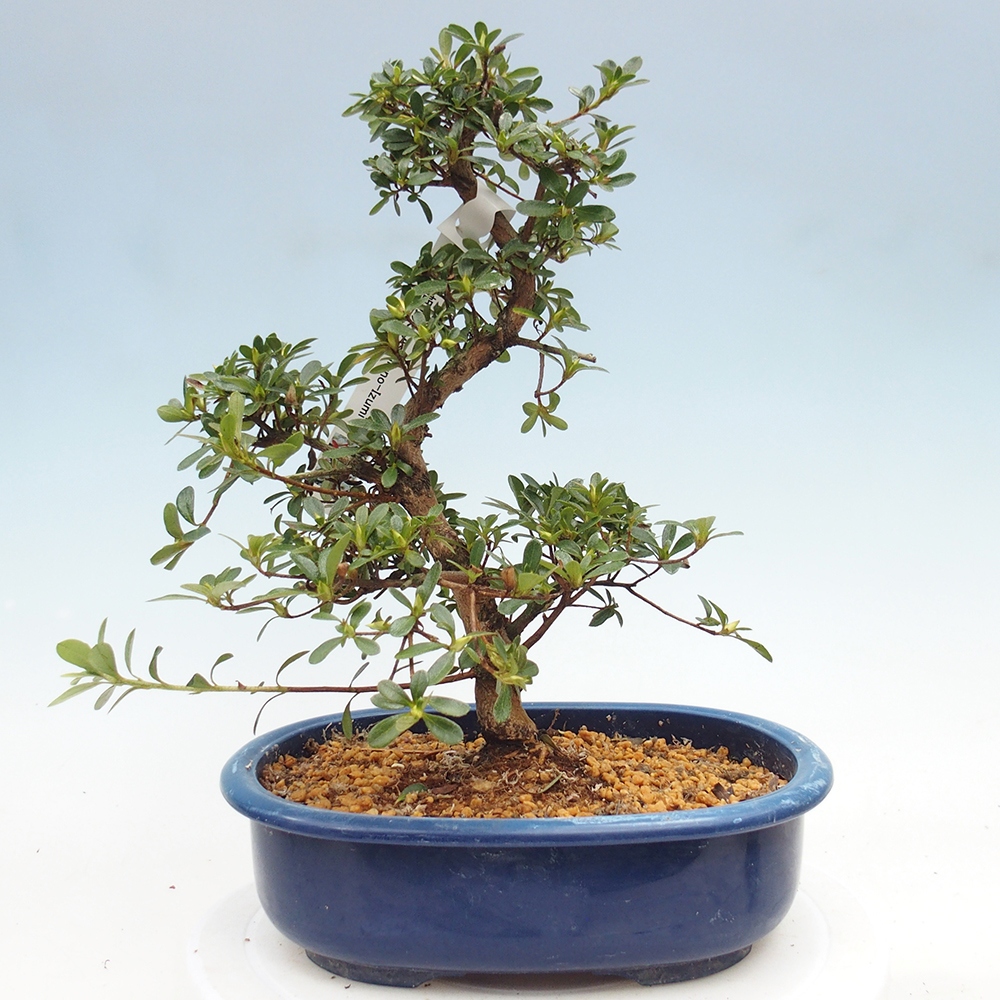 Bonsai zewnętrzne - Azalia japońska - Azalia Asahi-no-izumi