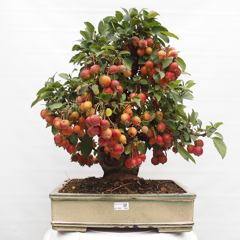 Bonsai plenerowe - Malus Halliana - Jabłoń drobnoowocowa