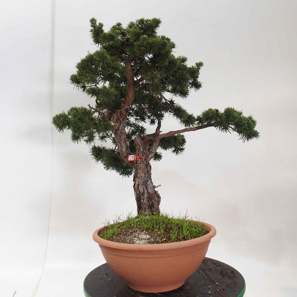 Yamadori - Pinus sylvestris Hiszpania