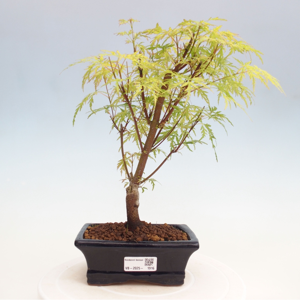 Outdoor bonsai - Acer palmatum Dissectum - Klon japoński 