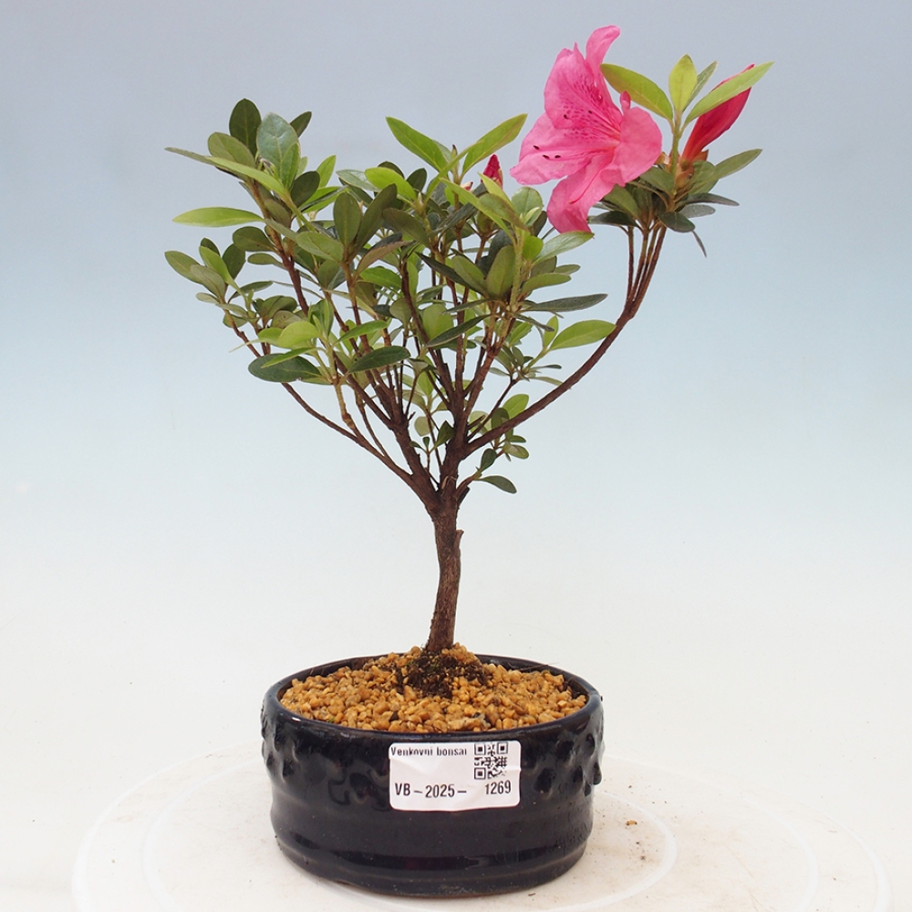 Bonsai zewnętrzne - Azalia japońska - Azalea sp.