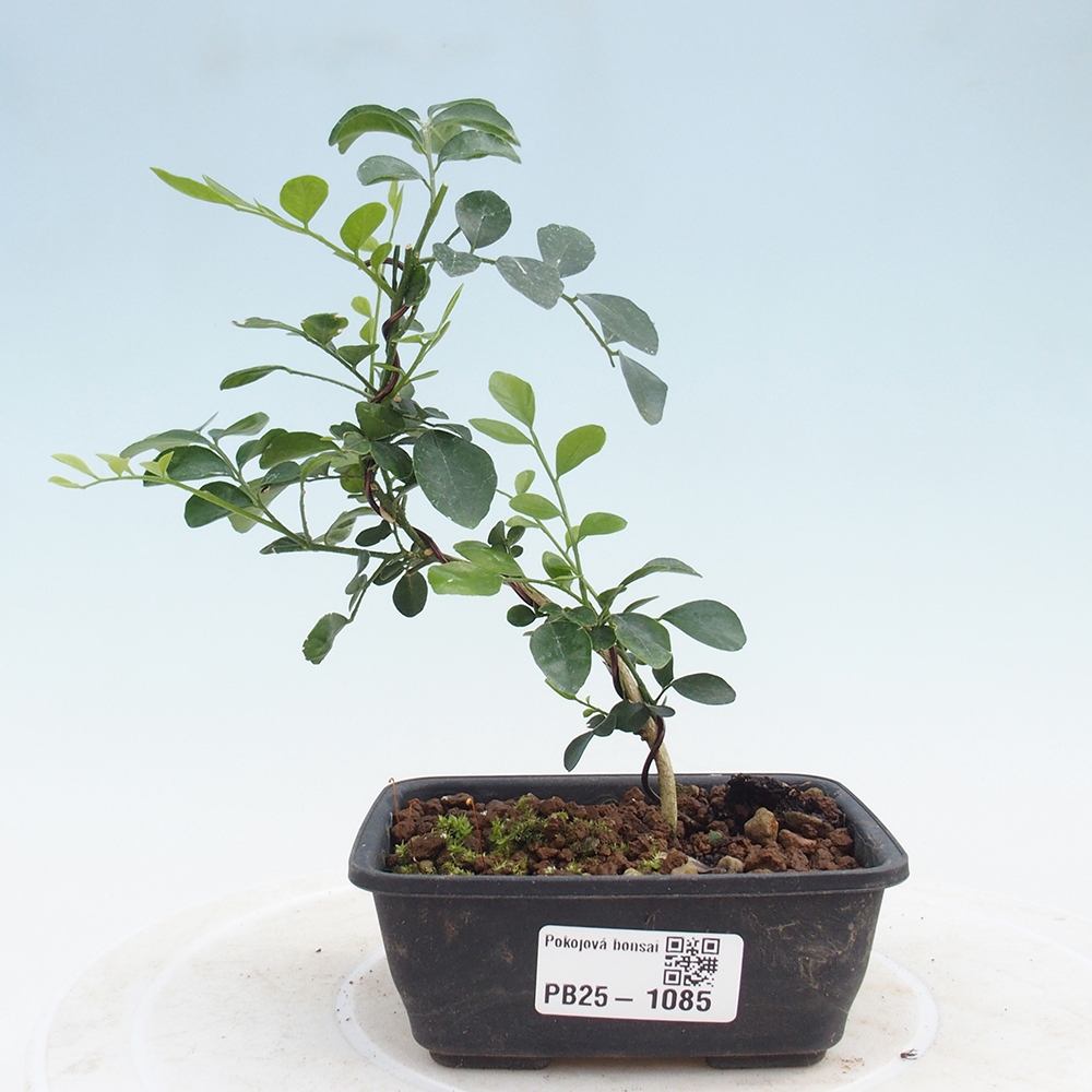Pokój bonsai - Muraya paniculata