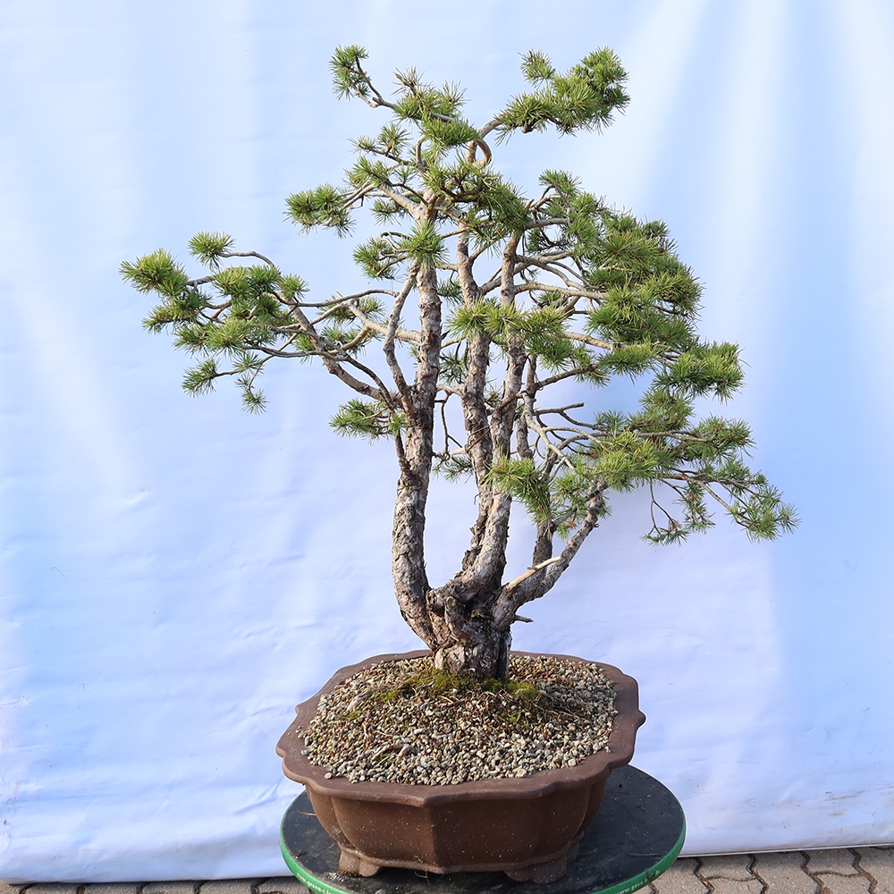 Pinus sylvestris Hiszpania – sosna zwyczajna