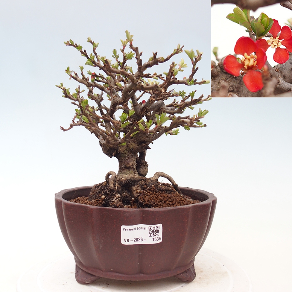 Bonsai zewnętrzne - Chaneomeles speciosa - Pigwa