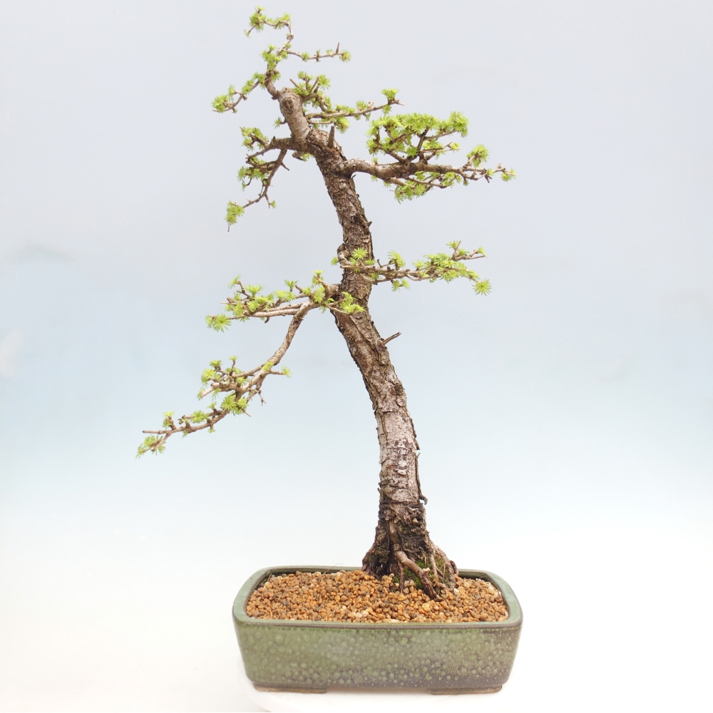 Outdoor bonsai -Larix decidua - Modrzew - Tylko transport paletowy