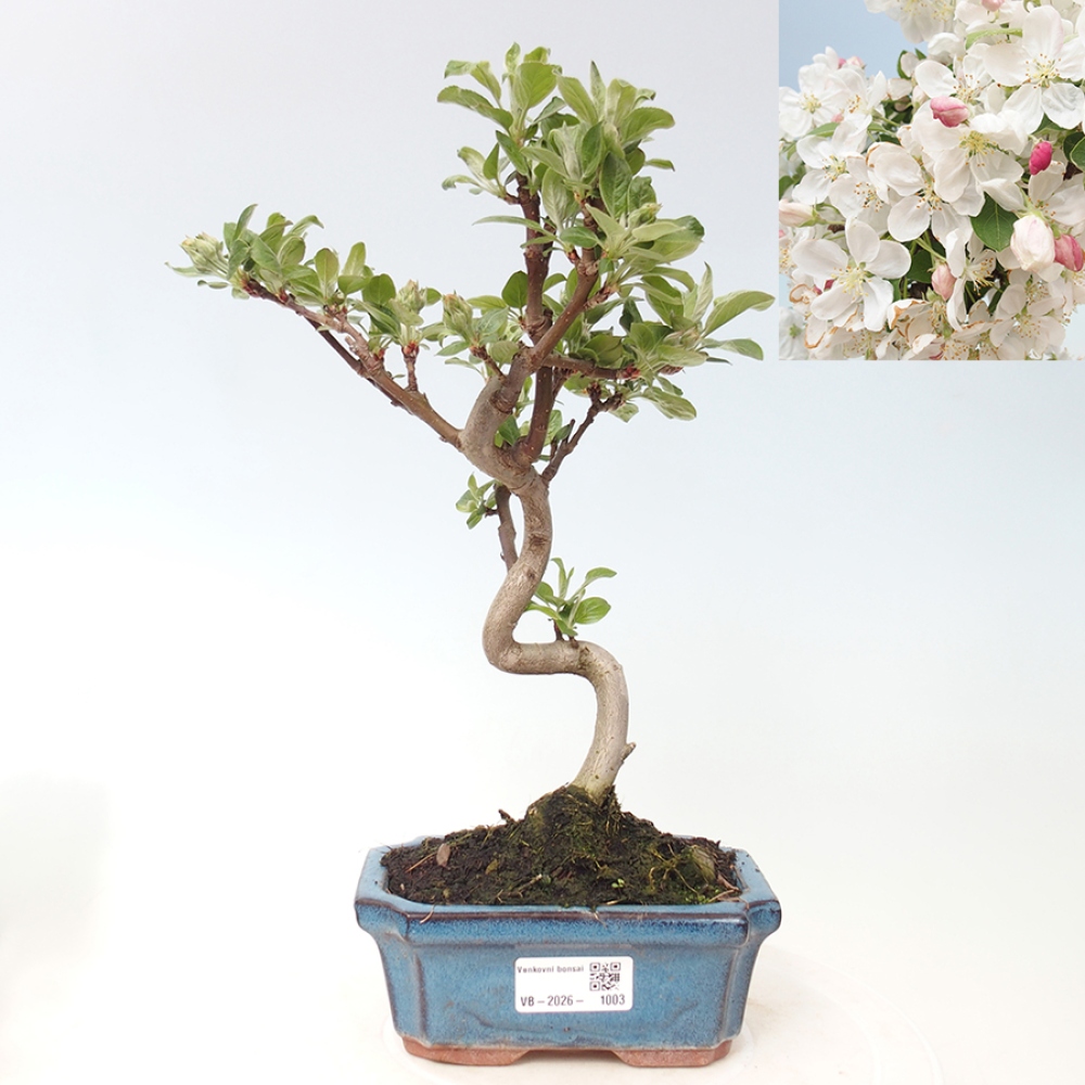 Outdoor bonsai - Malus halliana - Jabłoń drobnoowocowa