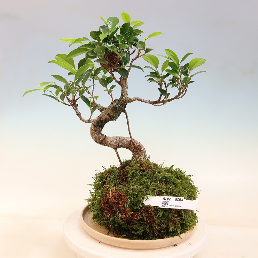 Kokedama z podstawką – figowiec drobnolistny – Ficus kimmen