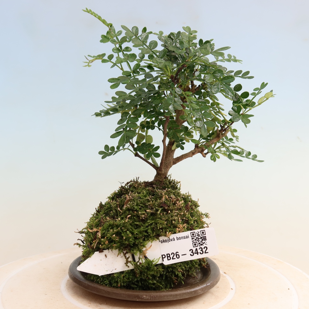 Kokedama z podstawką – Zantoxylum piperitum – pieprzowiec