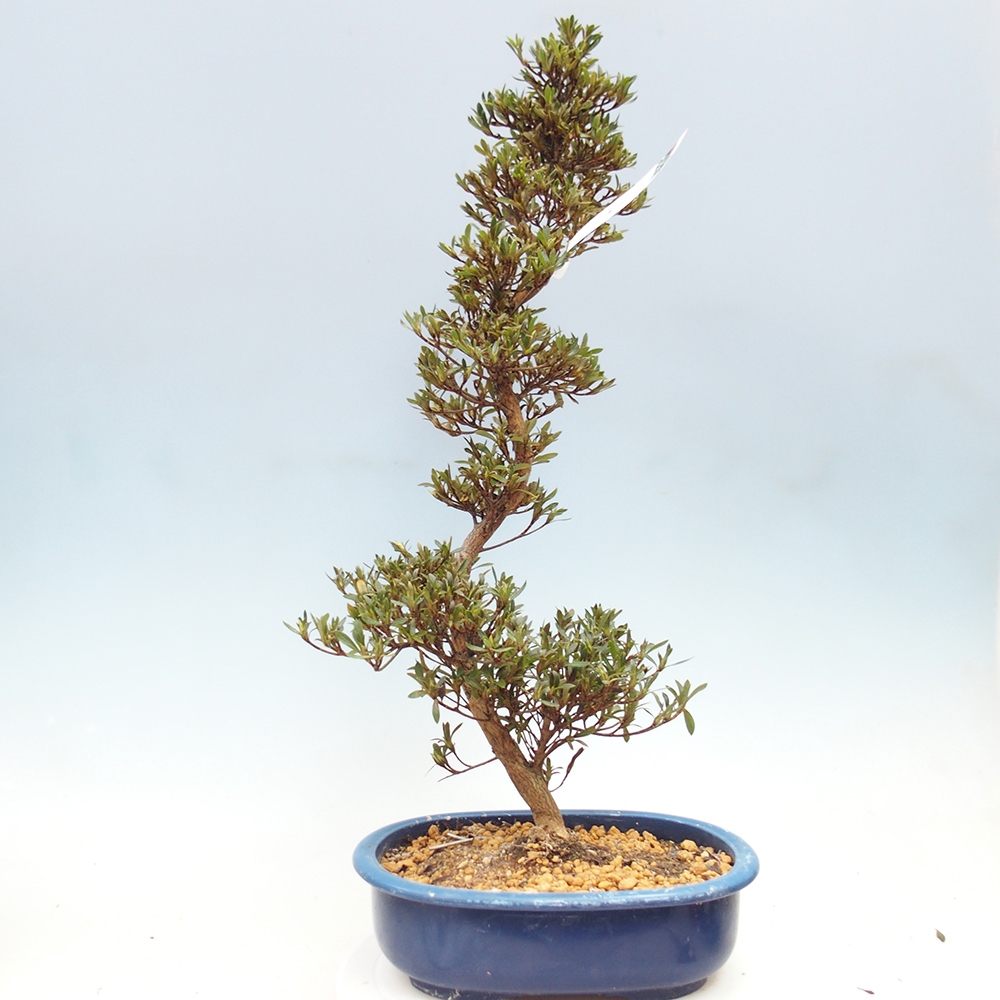 Bonsai zewnętrzne - Azalia japońska - Azalia Hakurin