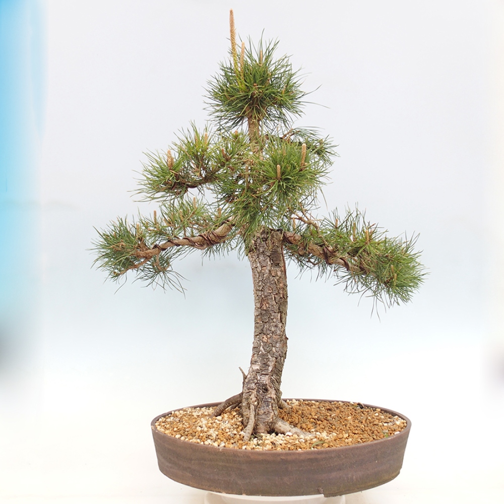 Outdoor bonsai - Pinus thunbergii - sosna Thunberga