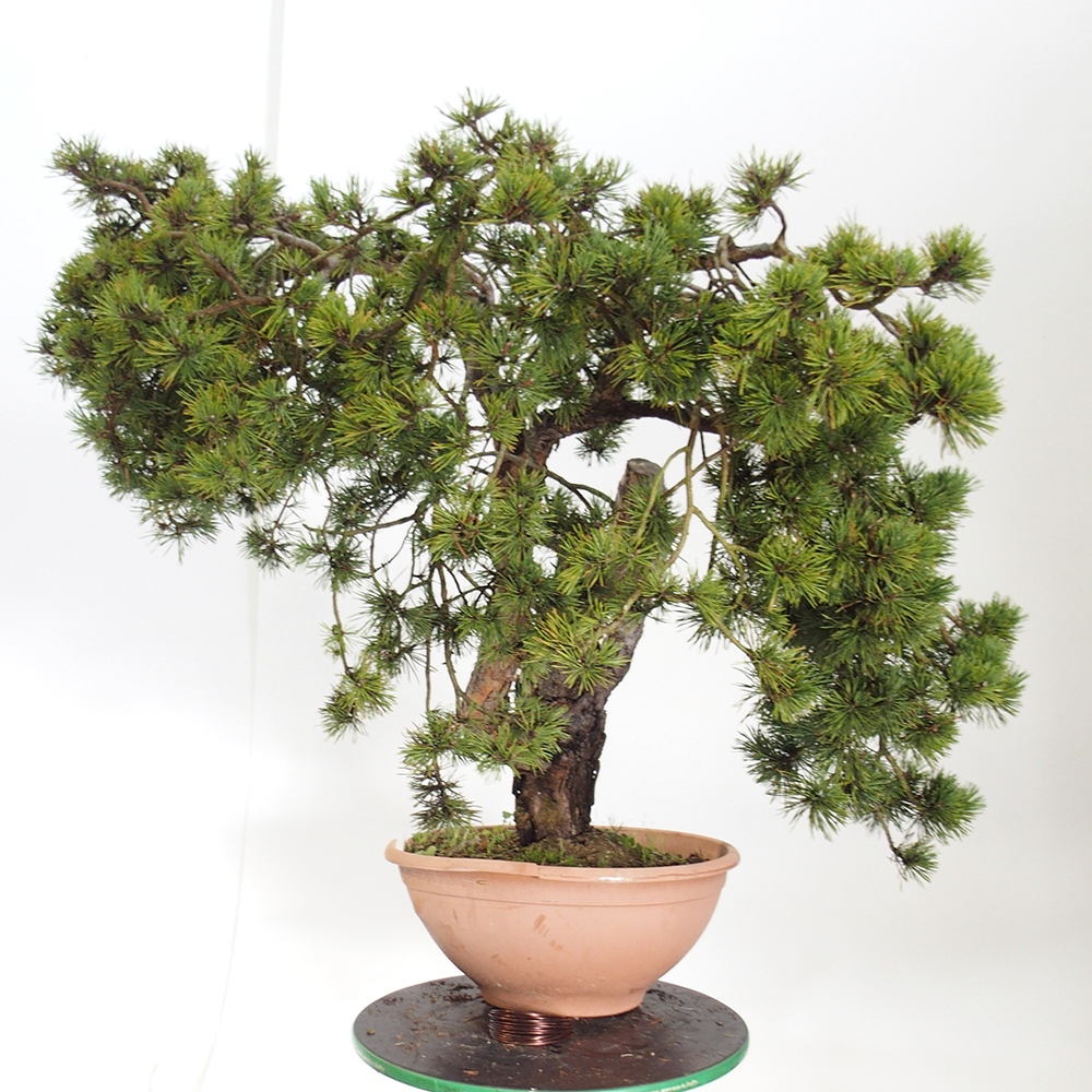 Yamadori - Pinus sylvestris Hiszpania
