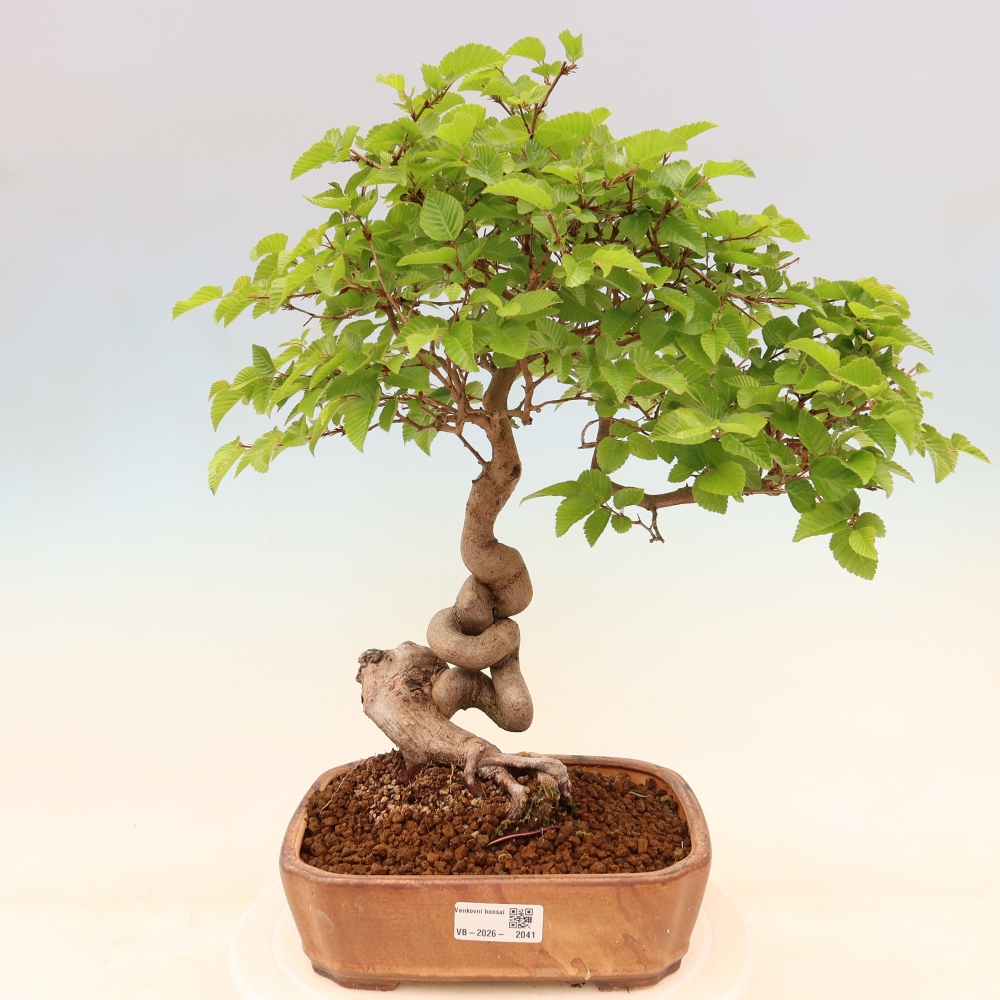 Outdoor bonsai - Carpinus coreana - grab koreański