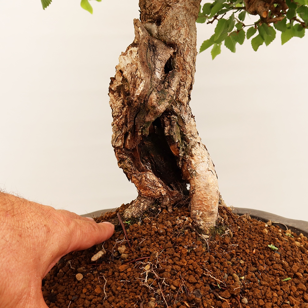 Bonsai plenerowe - Carpinus Coreana - grab koreański