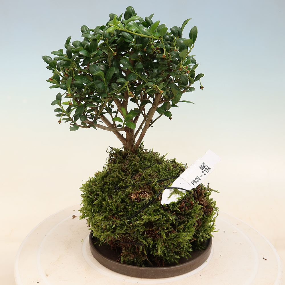 Kokedama z podstawką – Ilex crenata – ostrokrzew
