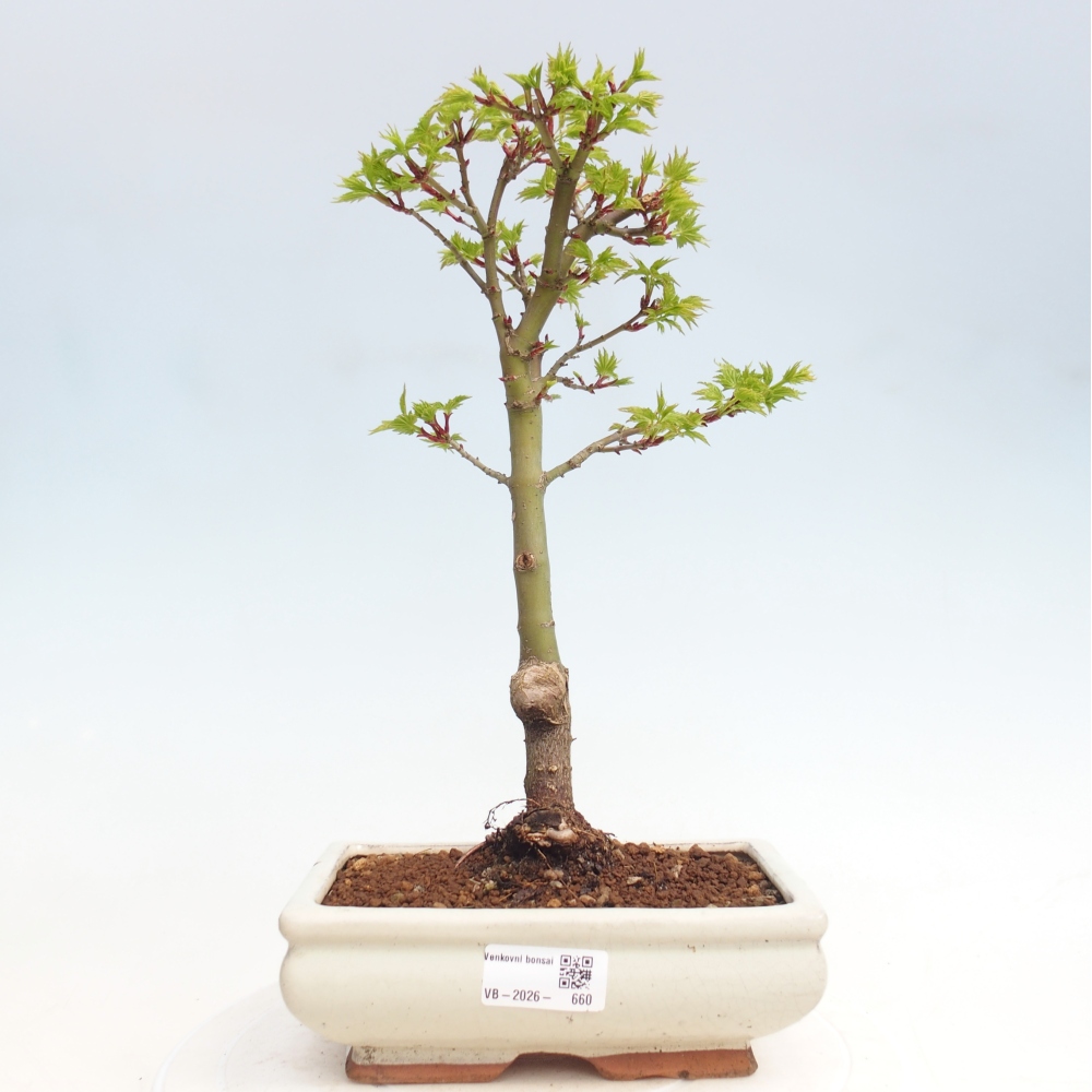 Outdoor bonsai - palma jaworowa Acer palmatum Shishigashira