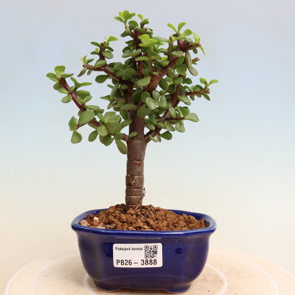 Pokój bonsai - Portulakaria Afra - Tlustice