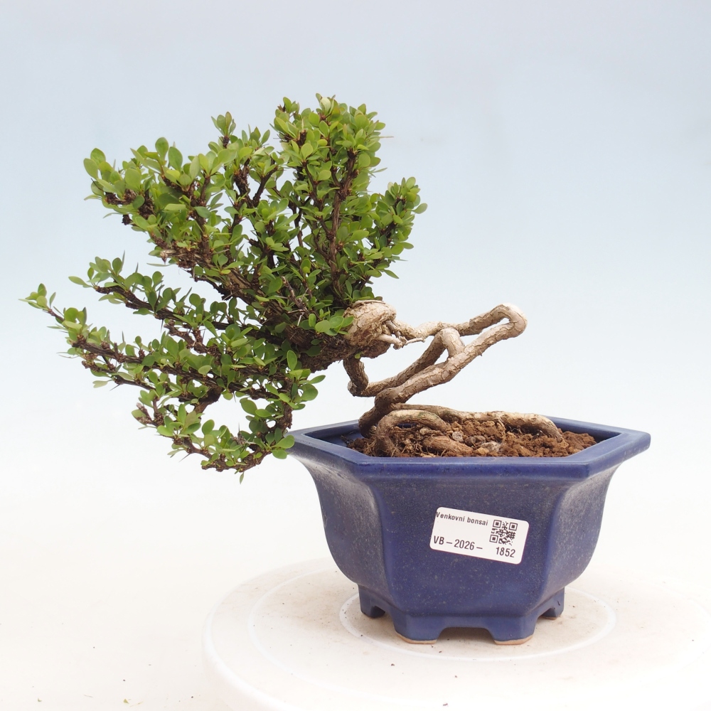 Bonsai zewnętrzne - Berberis coreana