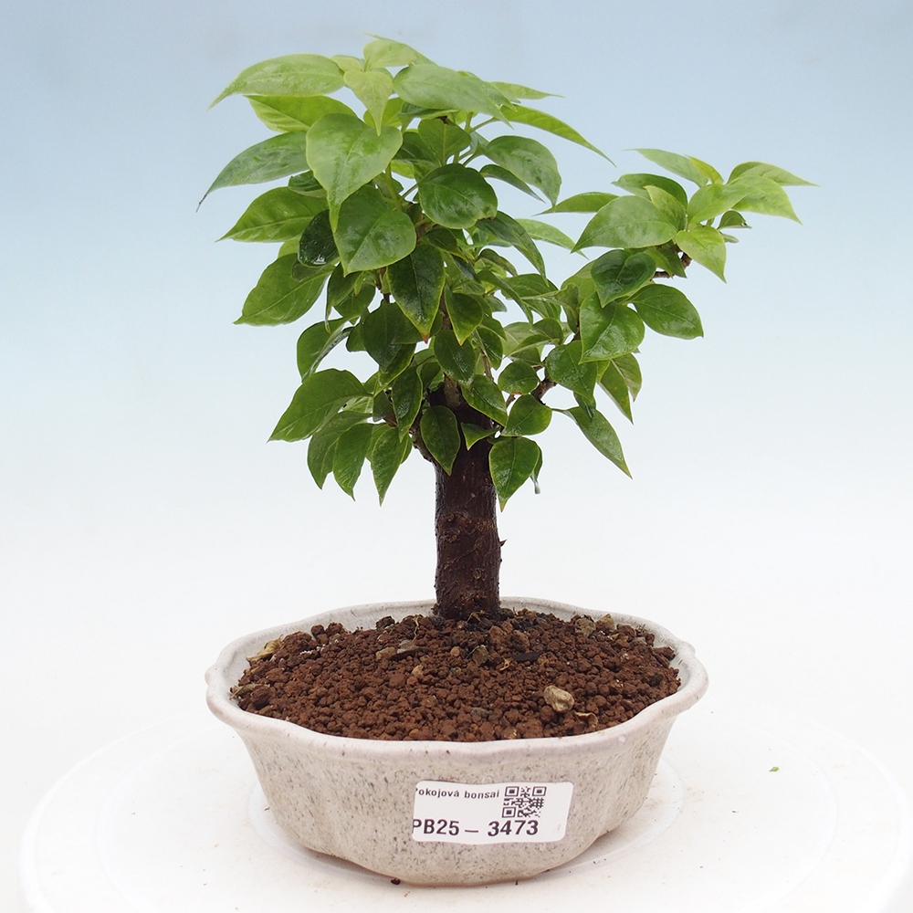 Pokój bonsai - Bouganwilea