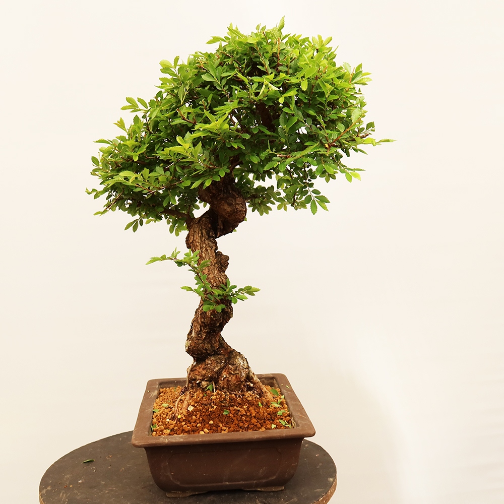 Bonsai na świeżym powietrzu - Zelkova - Zelkova NIRE