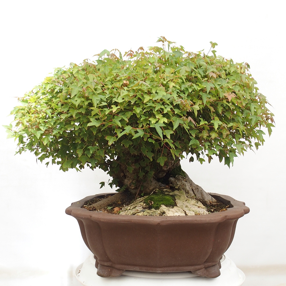 Outdoor bonsai - Maple Buergerianum - Burger Maple