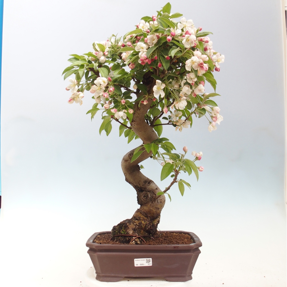 Outdoor bonsai - Malus halliana - Jabłoń drobnoowocowa