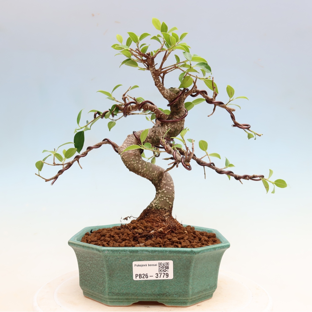 Pokój bonsai - Ficus kimmen - figowiec drobnolistny