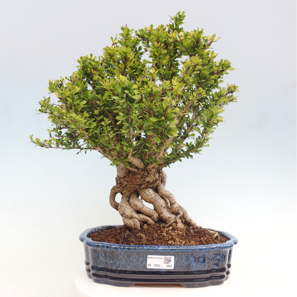 Bonsai zewnętrzne - Berberis coreana