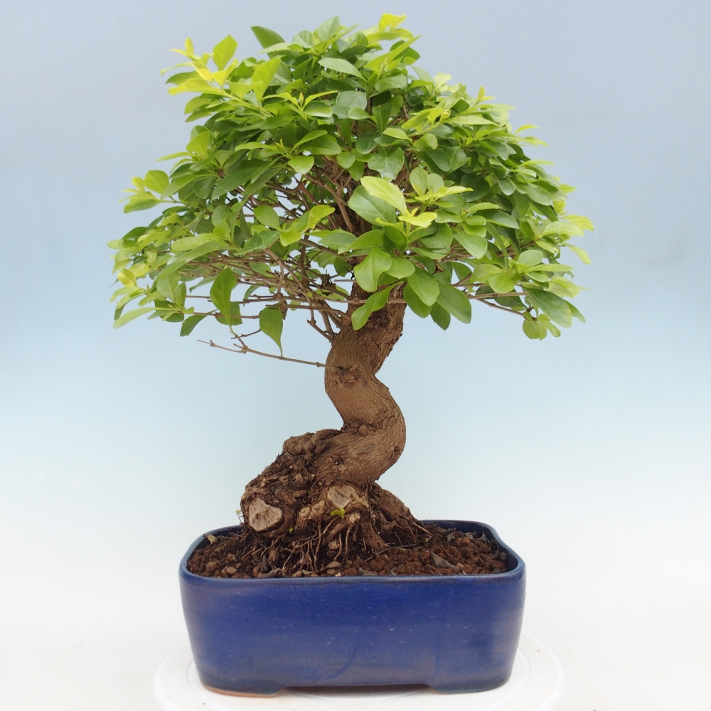 Bonsai pokojowe - Duranta erecta Aurea