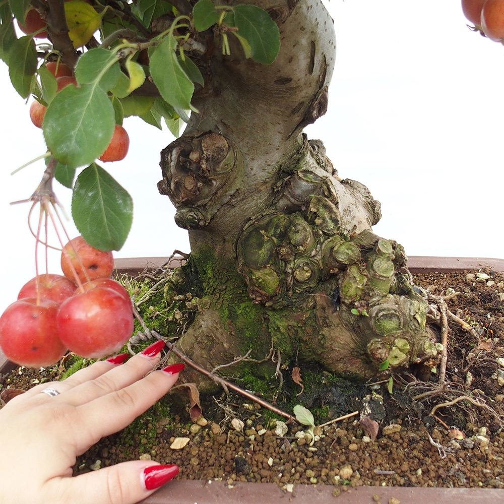 Bonsai plenerowe - Malus Halliana - Jabłoń drobnoowocowa